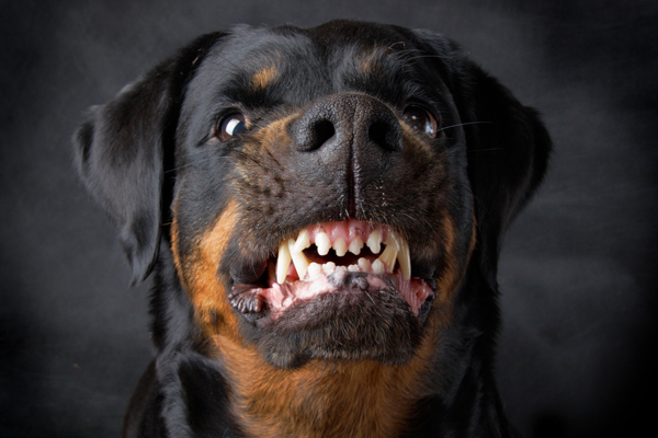 Ini Tindakan Manusia Yang Bikin Anjing Kesal