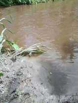 Sungai Belutu di Dolok Masihul Tercemar Limbah Diduga Berasal Dari Pabrik Minyak