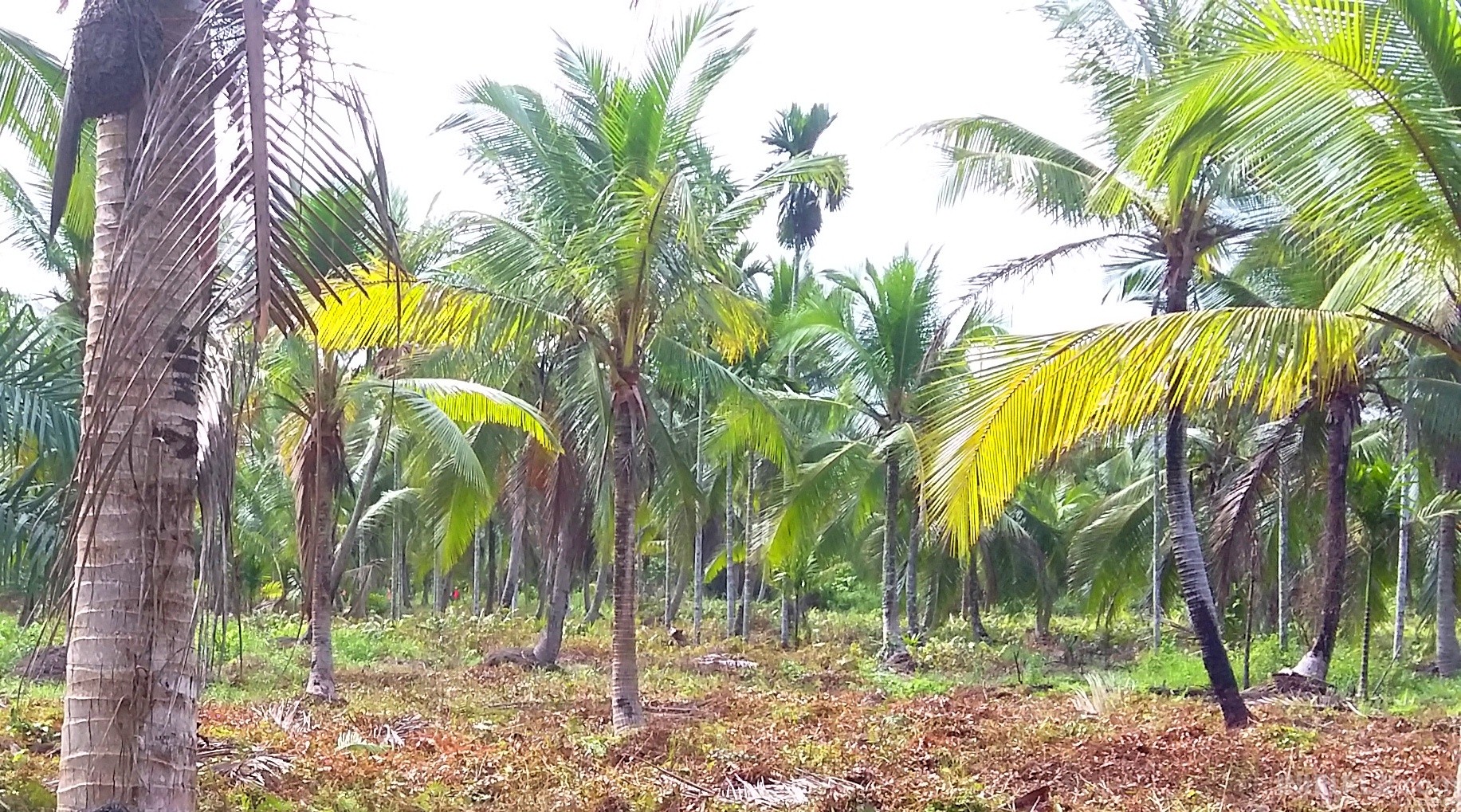 Danpak Perusahaan, Hampir 8000 Batang Kelapa Milik Petani Hancur