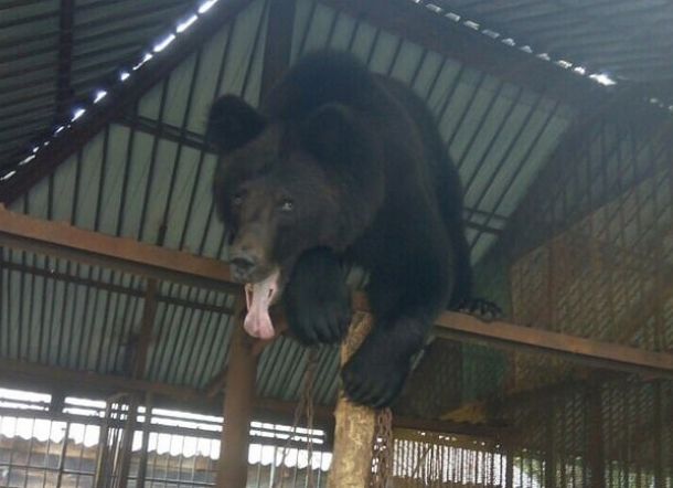 Beri Makan untuk Beruang, Eh Malah Tangannya yang Dilahap