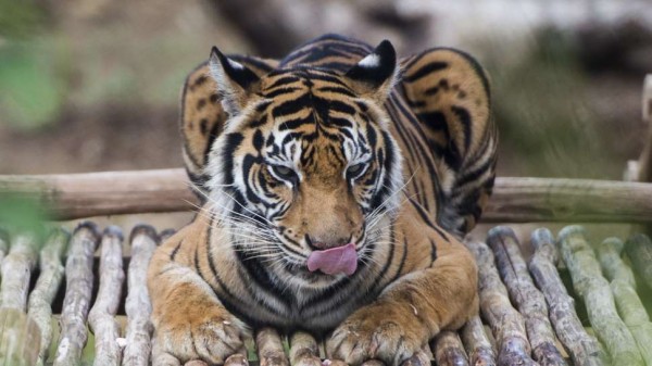 Catatan Sejarah 22 Januari: Pertama di Dunia, Harimau Dilepasliarkan