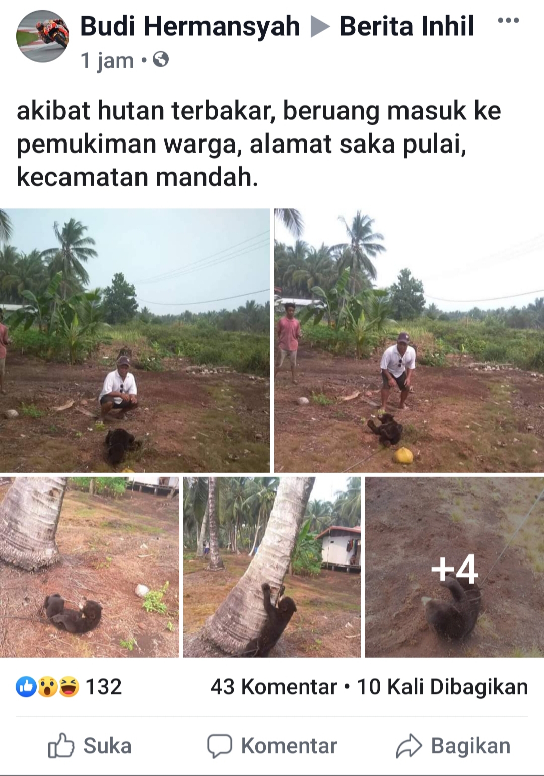 Beruang Madu Masuk Pemukiman Warga, Junaidi: Saya Cek dengan Kepala Desa Dulu