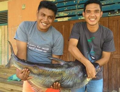 Ikan Patin Sungai Terbesar Ini Ditemukan di Kampar
