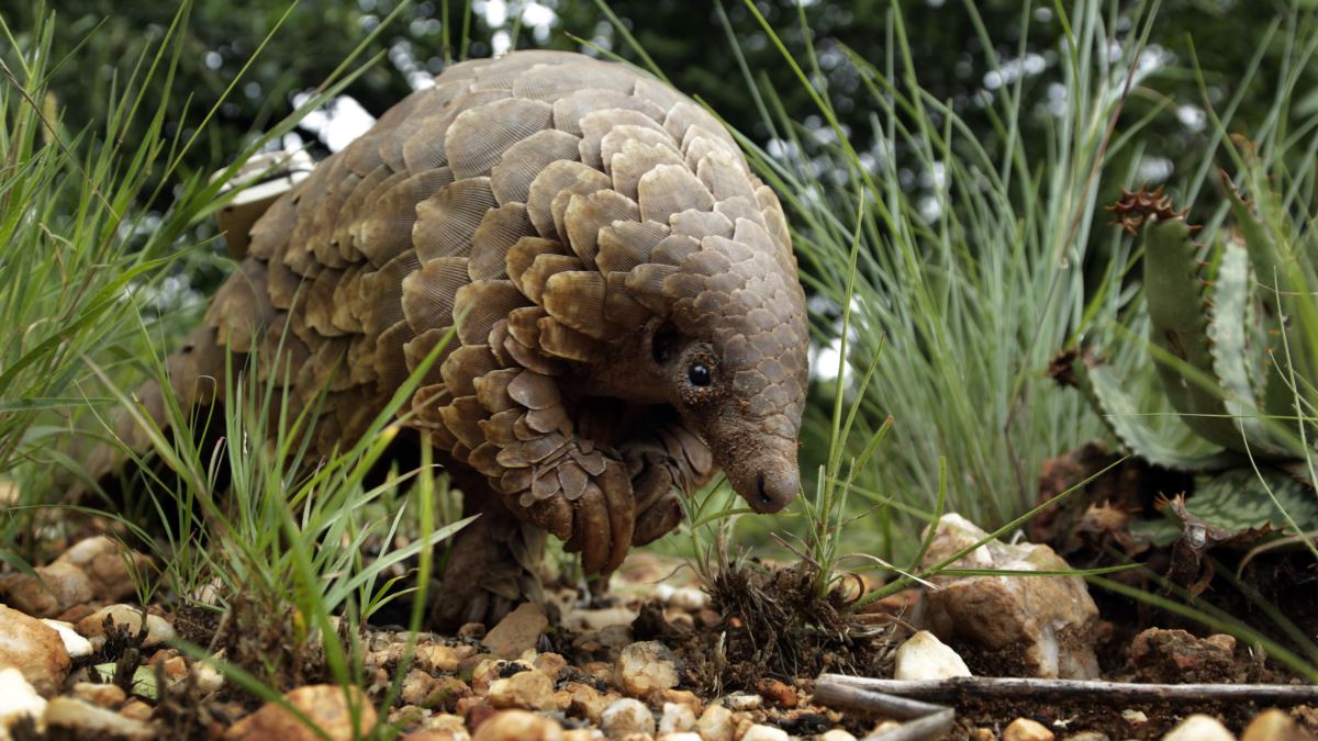 Peneliti Temukan Virus Mirip Covid-19 pada Trenggiling di China