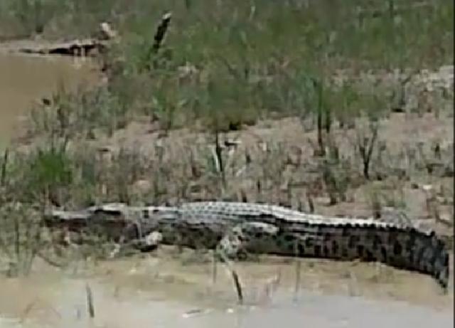 Lobang Dompeng Pemicu Berkembang Biak Buaya di Sungai Kuantan