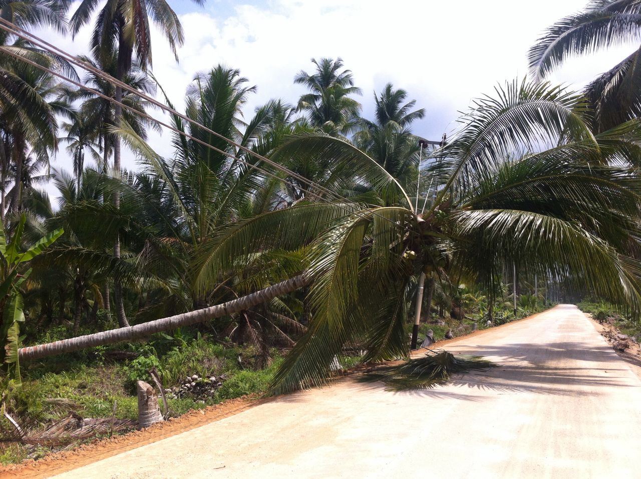 Baru Dipasang, Jaringan Listrik Sungai Luar - Teluk Pinang Ditimpa Pohon Kelapa