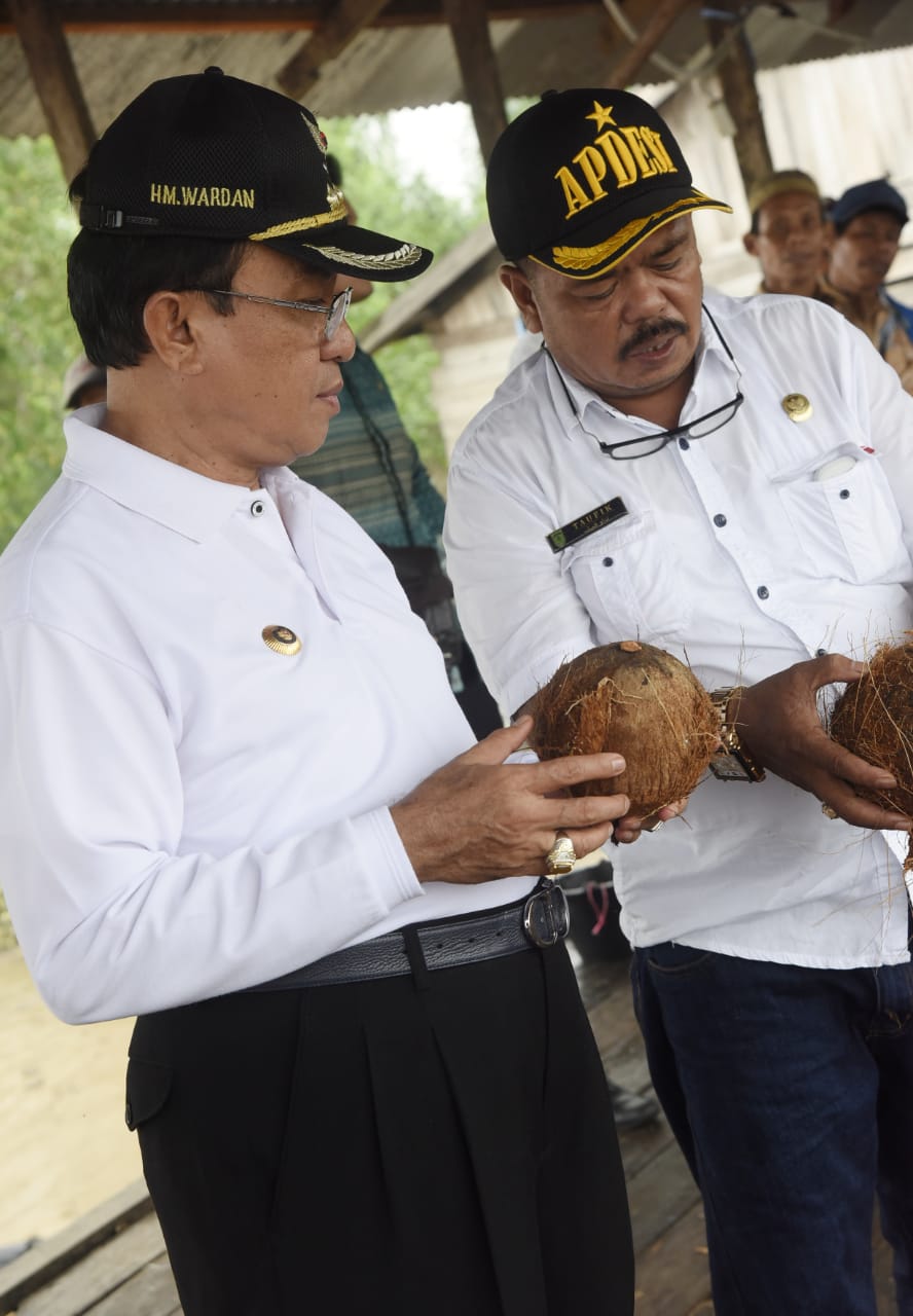 Bupati Tinjau Tempat Pengumpul Kelapa, Harga Kelapa Cungkel Rp 2500 Perkilo