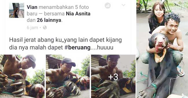 BIKIN EMOSI... Foto Beruang Madu Dibantai Berdar di Medsos