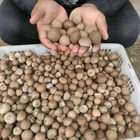 Turun Tipis, Harga Pinang Kering di Riau Jadi Rp5.680 per Kg
