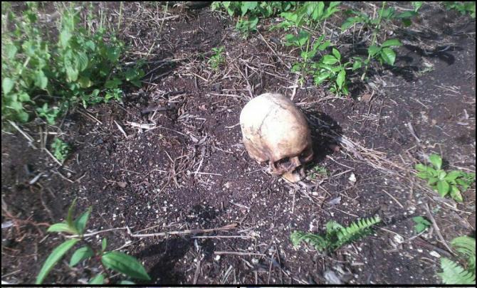 Misteri Penemuan Tengkorak Manusia di Inhil Terkuak Siapa Pembunuhnya