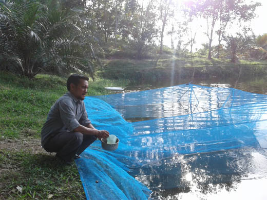Miris,Saat Produksi Ikan Kuansing Meningkat, Pemasarannya Malah Turun