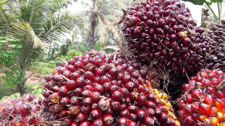 Harga Kelapa Sawit Mitra Swadaya Ikut Naik Minggu Ini