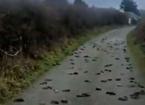 Seperti Jatuh dari Langit, Ratusan Burung Jalak Mati Misterius di Jalanan