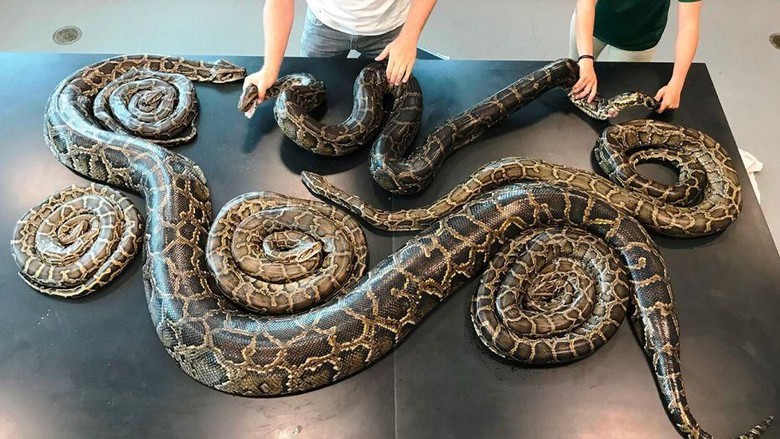 Tujuh Ular Piton Ini Ternyata Ditemukan Lagi Pesta Seks