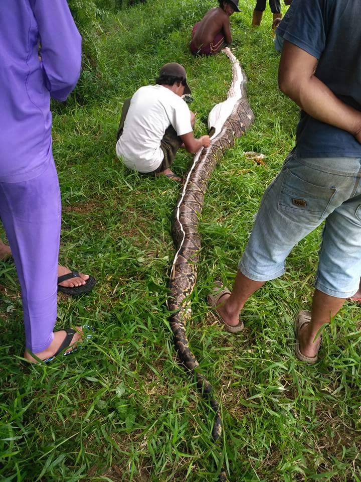 Warga Inhil Heboh, Ada Ular Piton 6 Meter Makan Babi