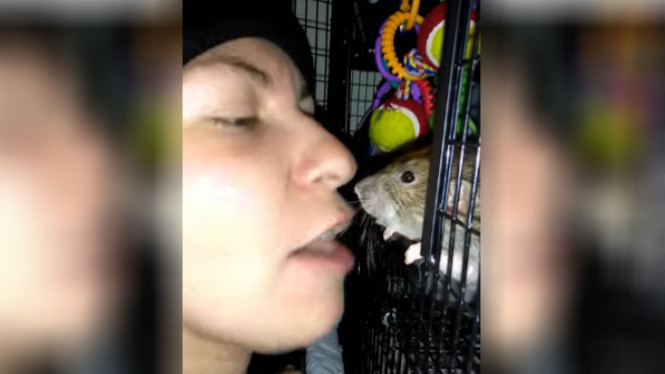 SUNGGUH MENJIJIKKAN! Gigi Pria Ini Dibersihkan oleh Tikus Peliharaannya