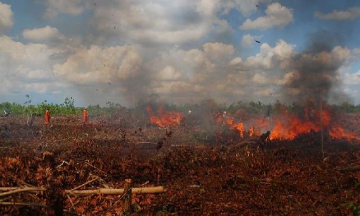20 Hektare Lahan Gambut di Inhil Terbakar