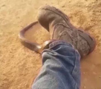 Detik-detik Ular Kobra Merayap Masuk ke Dalam Celana Pria