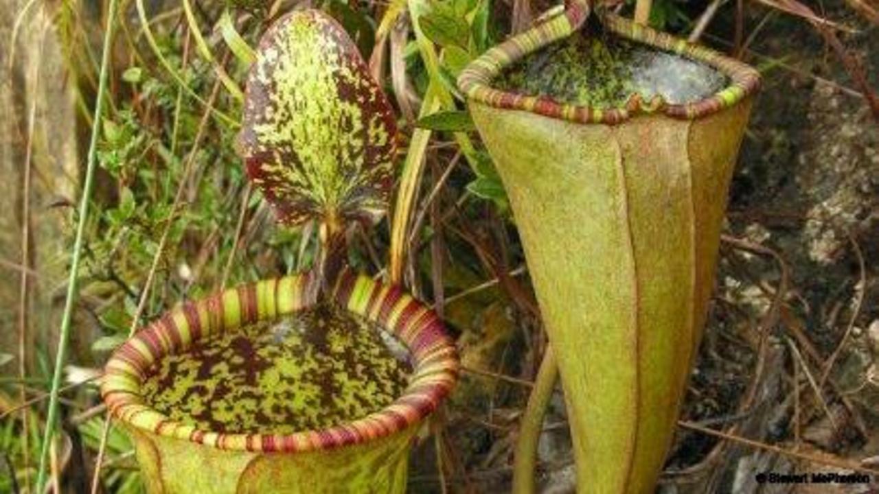 5 Tanaman Paling Berbahaya di Dunia