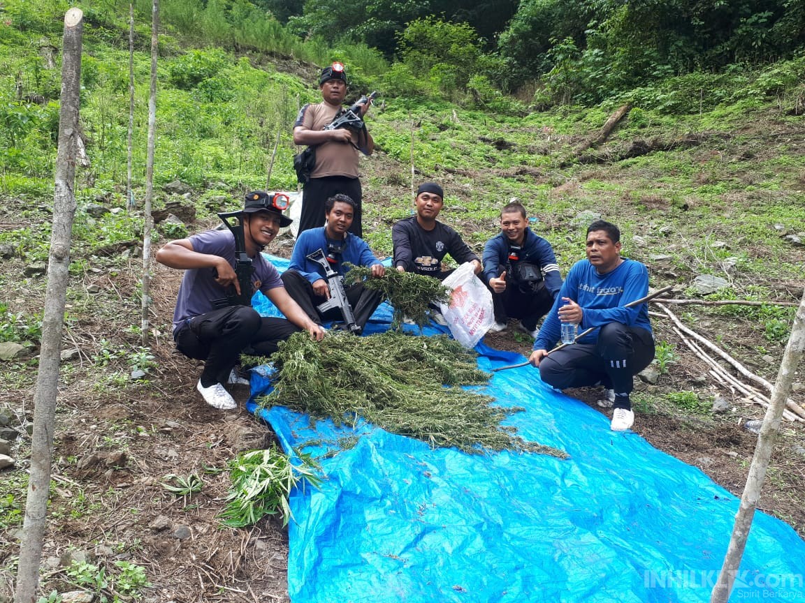 Kapolres Madina Pimpin Pemberantasan Ladang Ganja