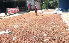 Harga Pinang Kering di Riau Minggu Ini Dihargai Rp5.413 per Kg