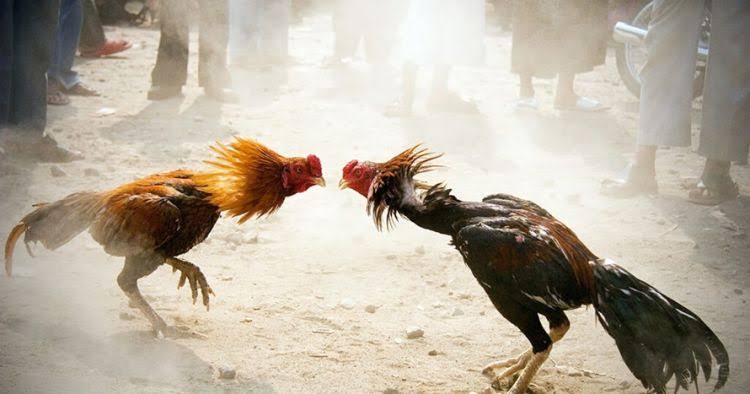 Sabung Ayam, Pria ini Terbunuh oleh Ayam Sendiri