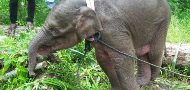 Anak Gajah Yang Terluka Akibat Jerat Kini Dirawat di Pusat Pelatihan Gajah Minas