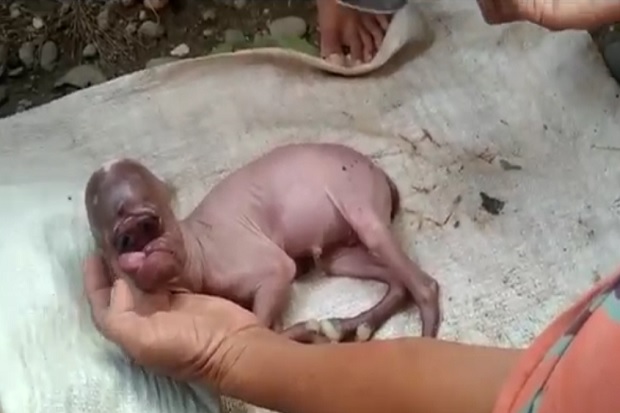 Gempar! Seekor Kambing di Aceh Selatan Melahirkan Bayi Menyerupai Wajah Manusia