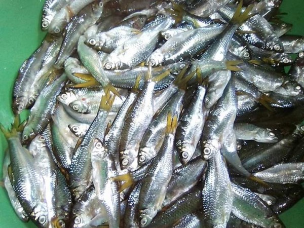 Nelayan Keluhkan Populasi Ikan Bilis di Danau Singkarak Mulai Langka