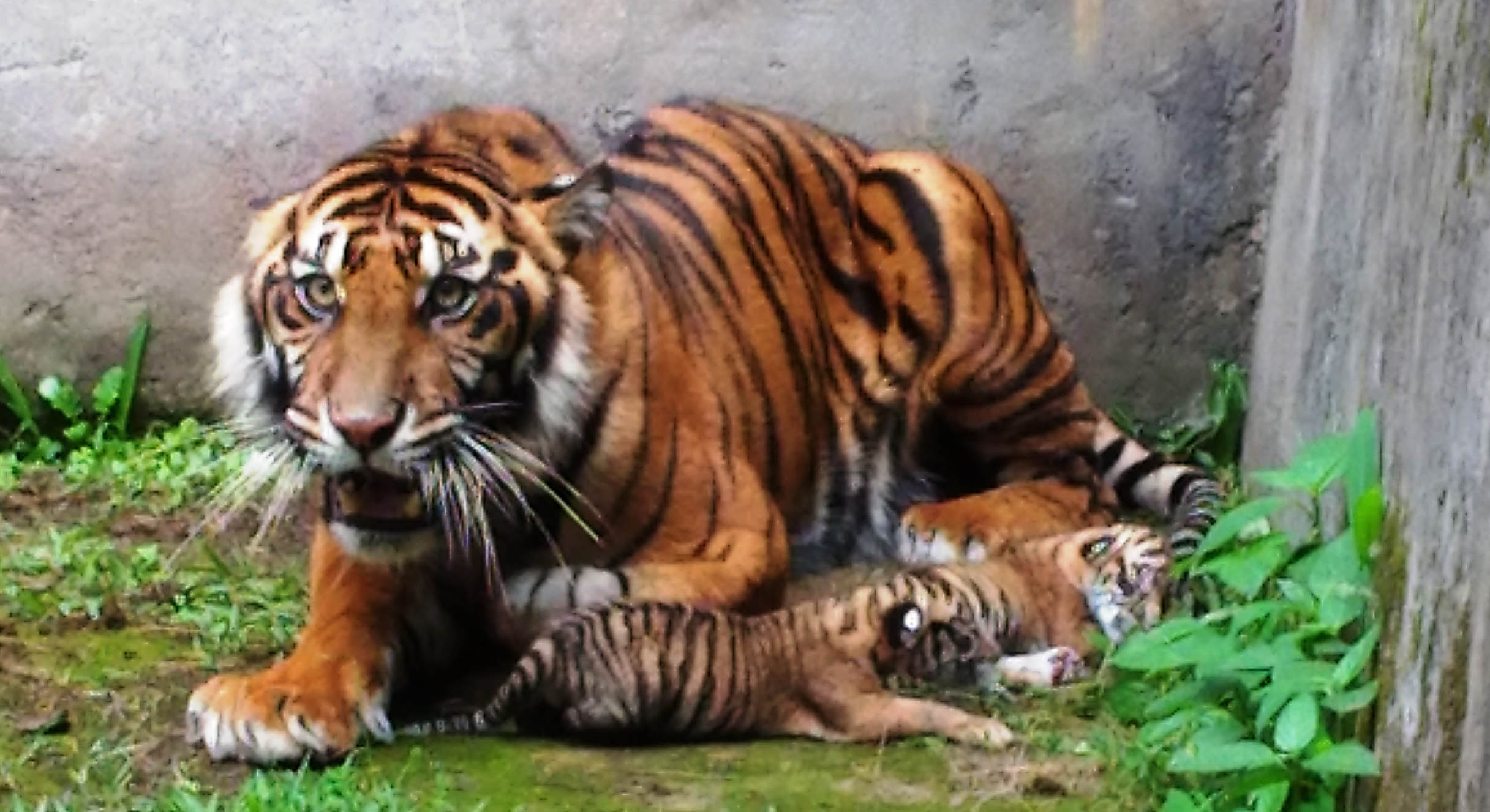 Taman Marga Satwa dan Budaya Kinantan Kedatangan 9 Satwa dari Bali Zoo
