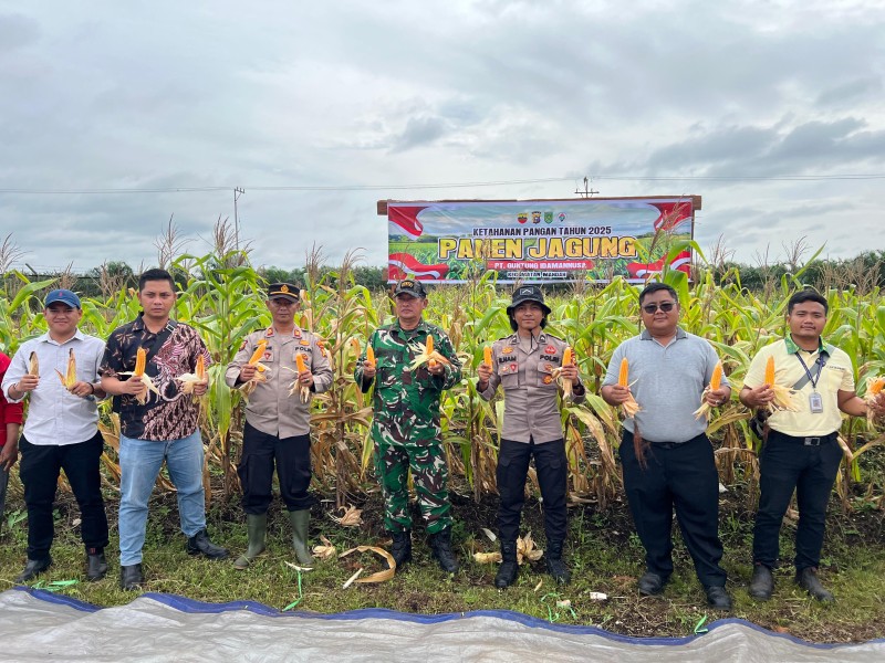 PT Guntung Idamannusa Gelar Panen Jagung Kuartal IV Dukung Program Ketahanan Pangan Nasional