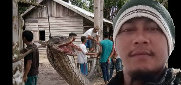 Ini Pengakuan Pria yang Nyaris Jadi Santapan Ular Piton