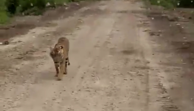 Tanggapan Kades Tanjung Simpang Tentang Cerita Anak Harimau yang Dimakan Warga