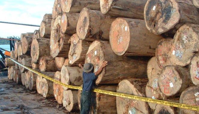 Polda Riau Berhasil Bongkar Sindikat Penyeludup Kayu Dari Meranti Ke Malaysia