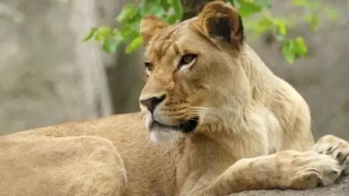 Singa Betina di AS Bunuh Pejantannya Sendiri, Mengapa Bisa Demikian?