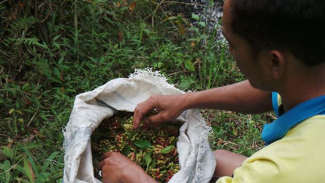 5 Rempah Termahal di Dunia, Mayoritas Asal Indonesia