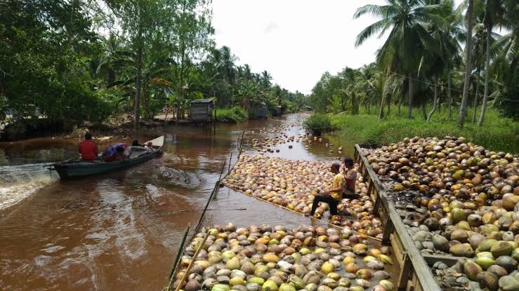 Indragiri Hilir Siap dan Mampu Penuhi Permintaan Investor Kelapa Dunia
