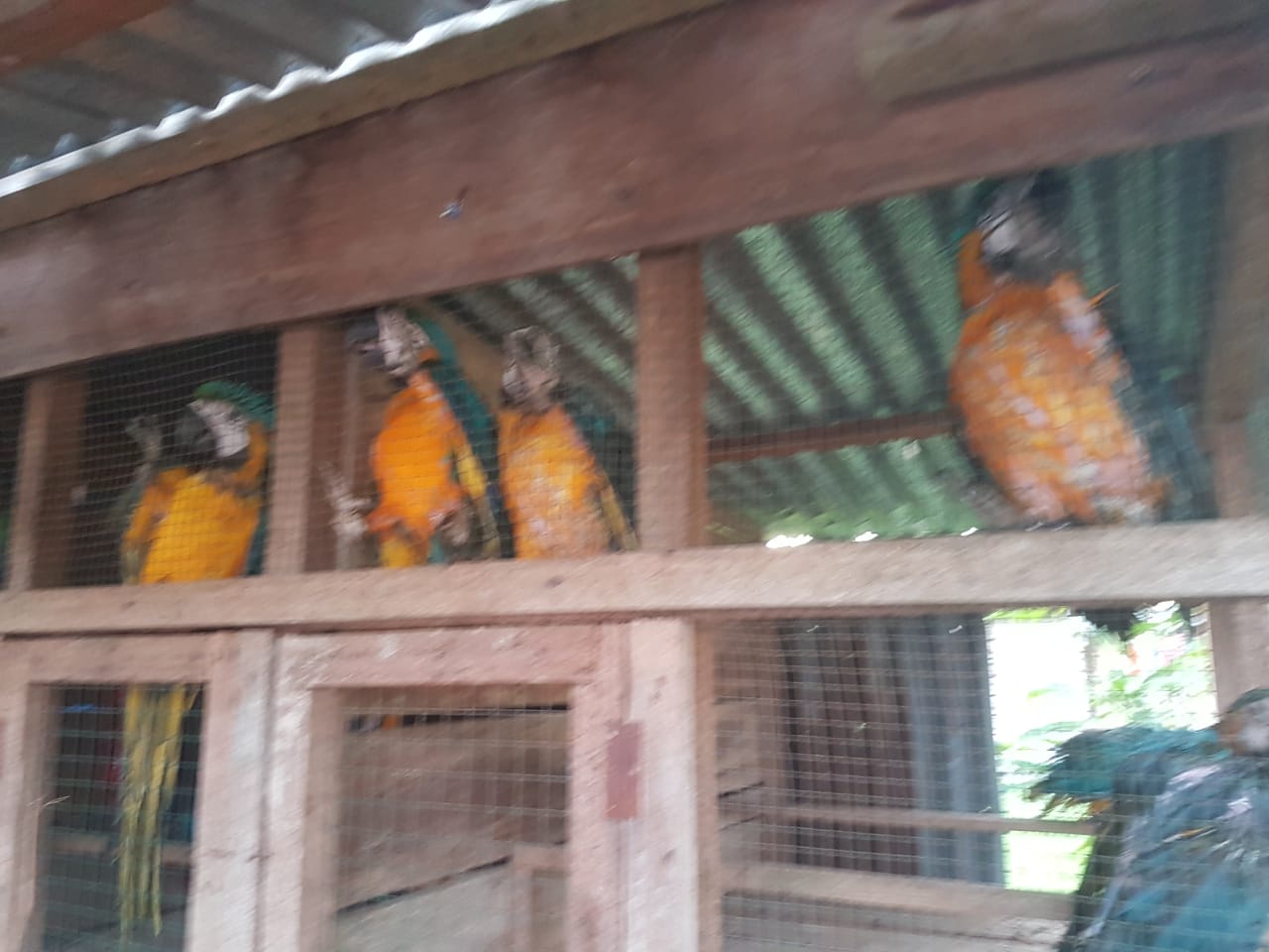 Polres Inhil Amankan Speed Boad Membawa 141 Burung Kakak Tua Tanpa Dokumen