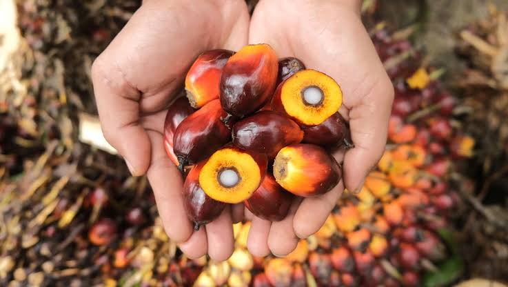 Harga TBS Kelapa Sawit Petani Swadaya Riau Dibayar Rp2.367,71 per Kg