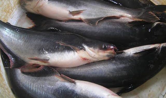 Turun Hingga Rp5.000 per Kilogram, Ini Harga Ikan Patin dan Gurami di Pekanbaru