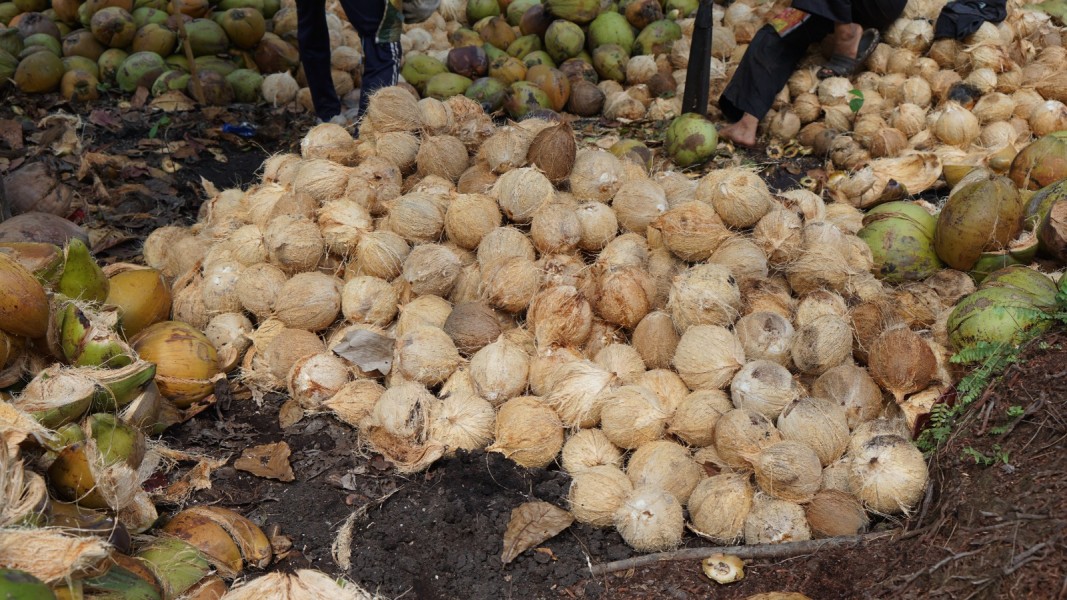 Panen Raya Kelapa Perlu Dikelola Bijak, Dinas Pertanian Inhil Ajak Petani Pahami Dinamika Harga