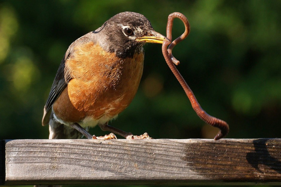 Hukum Jual Beli Ulat, Cacing, Semut untuk Makanan Burung