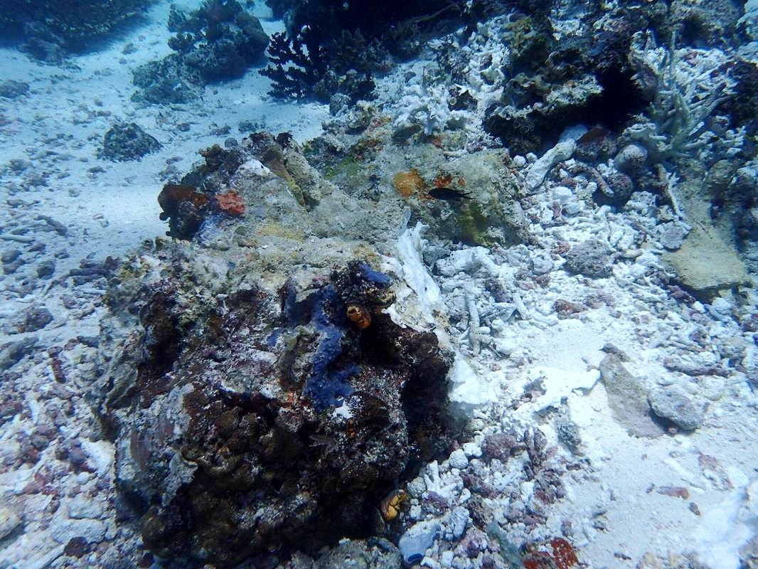 Pemerintah Akan Tuntut Ganti Rugi Atas Kerusakan Terumbu Karang Di Raja Ampat