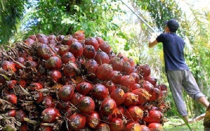 Pekan Ini Harga TBS Sawit Riau Kompak Alami Kenaikan