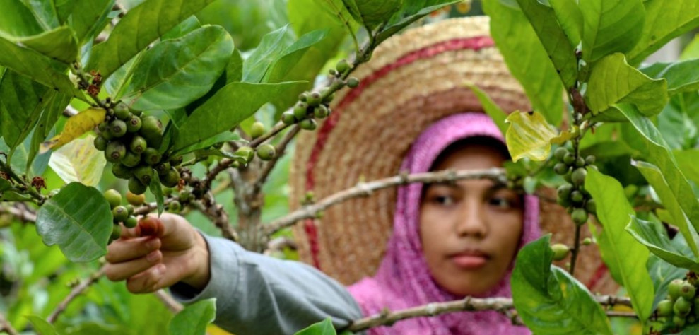 Desa Wisata Kedabu Rapat Sajikan Sensasi Kopi Liberika di Pulau Terdepan