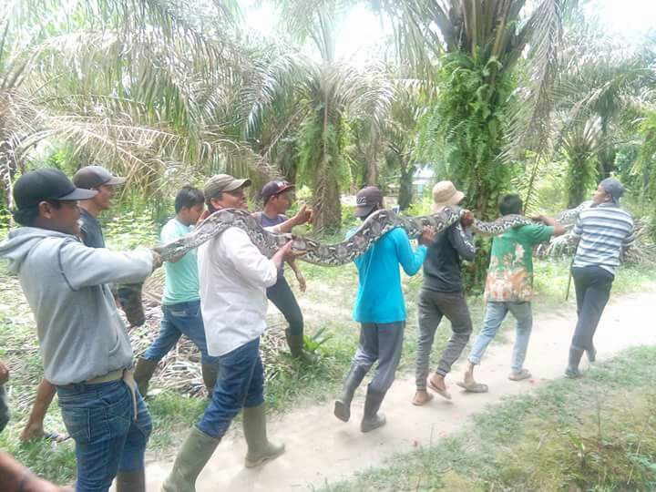 Dililit Ular Piton, Pemuda di Inhu Tewas Mengenaskan