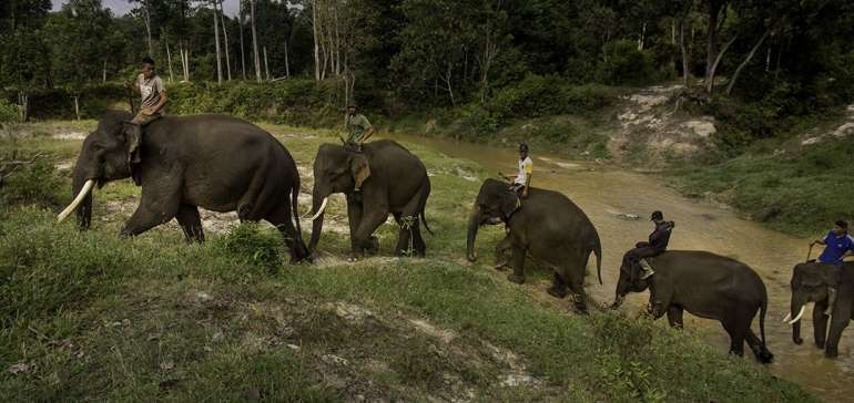Biaya Pembersihan Limbah di Pusat Latihan Gajah Minas Ditanggung Bersama