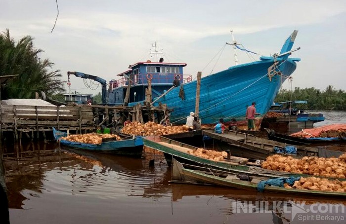 Anjlok, Mahasiswa Pelangiran Berharap Harga Kelapa Kembali Stabil
