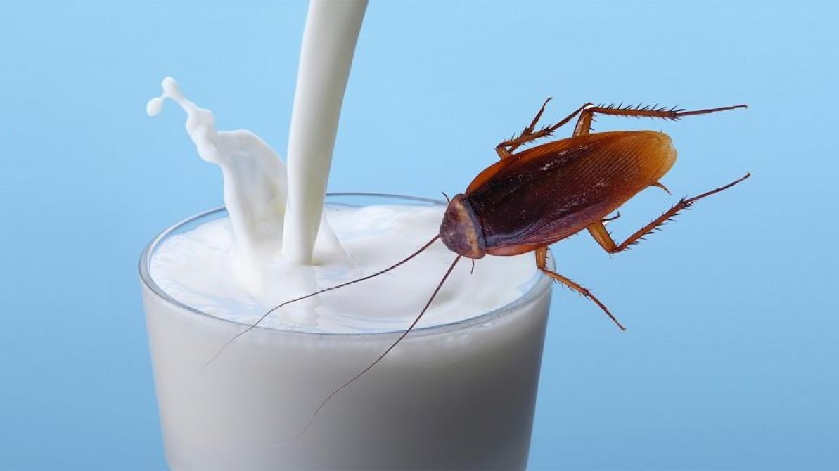 Susu Kecoa Diklaim Kaya Nutrisi Lebih dari Susu Sapi, Kamu Berani Coba?