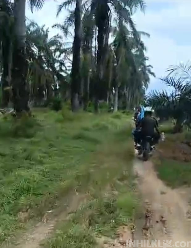 Kembali Larangan Ngangon Ternak di Areal PT. Soeloeng Laoet, Masyarakat Sebut Tidak Ada Bermusyawarah